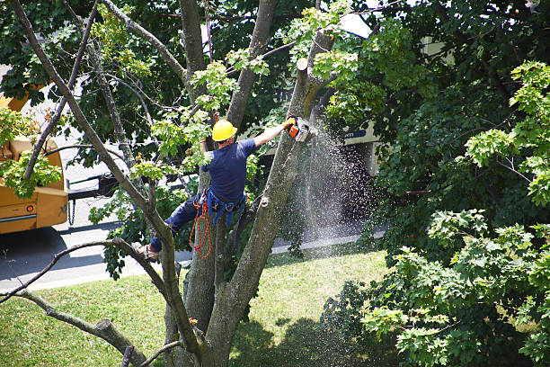 How Our Tree Care Process Works  in  Sisseton, SD