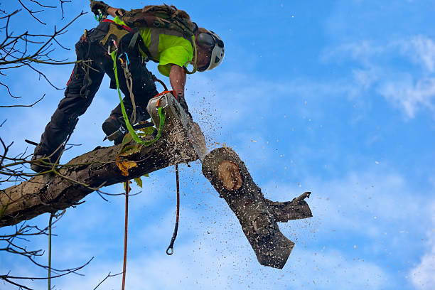 Professional Tree Removal Services in Sisseton, SD